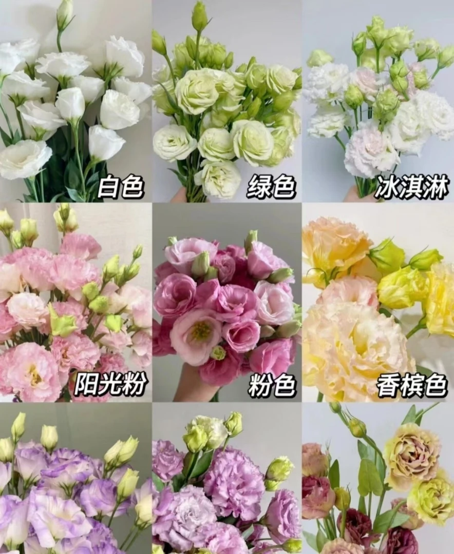 2000克洋桔梗  (3个颜色发货) 云南鲜花基地直发