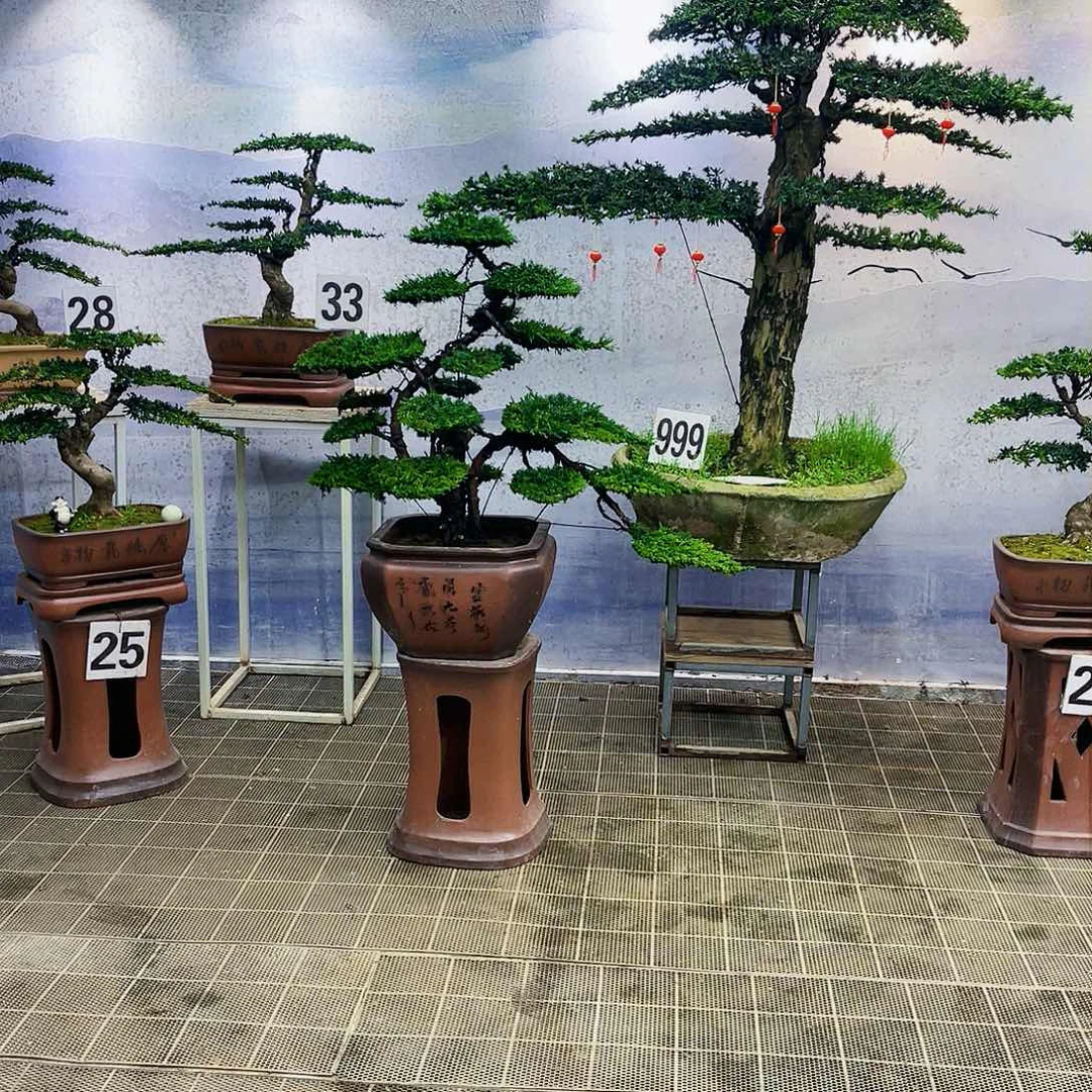 盆景盆景艺术欣赏