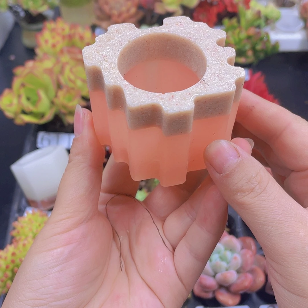 多肉无土栽培多肉植物