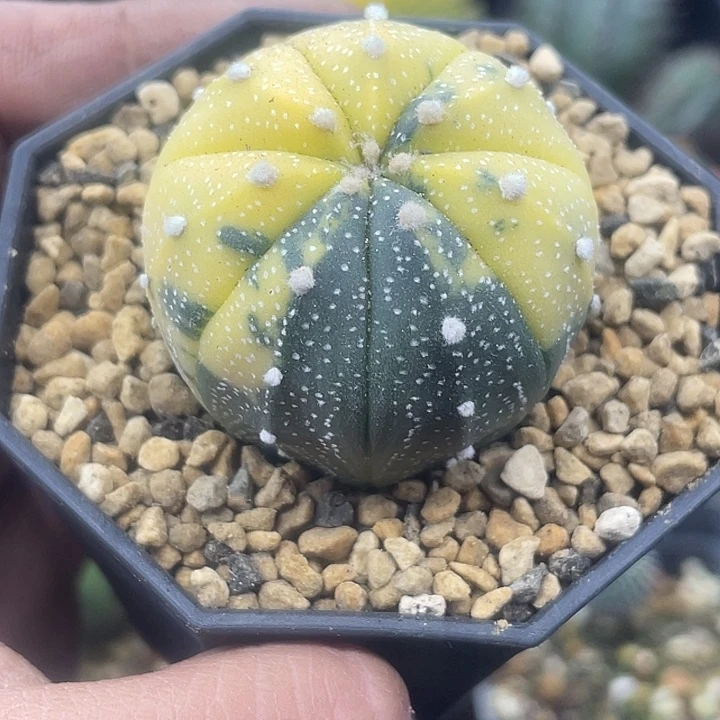 实生兜锦一颗包邮