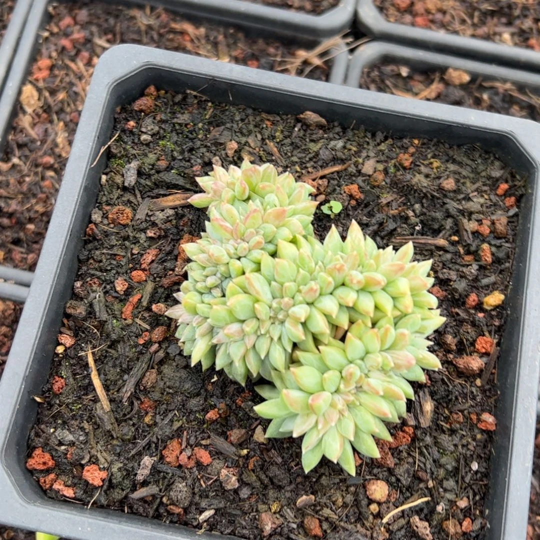美人系杂交缀话整无砍