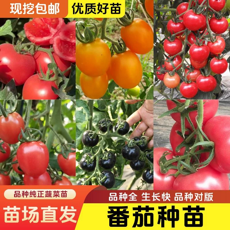 【优质壮苗】西红柿苗番茄秧苗黑番茄苗基地直发全国四季高品质高产