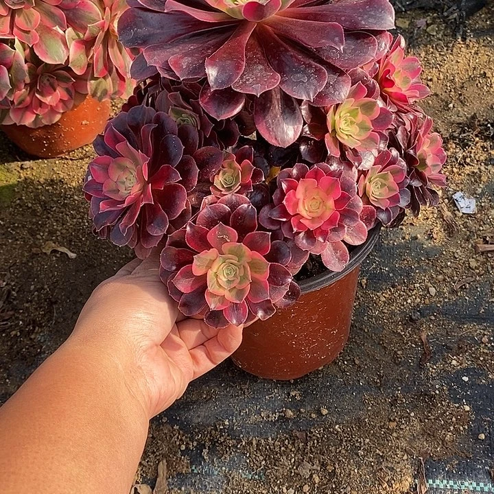 多肉植物美杜莎784多肉