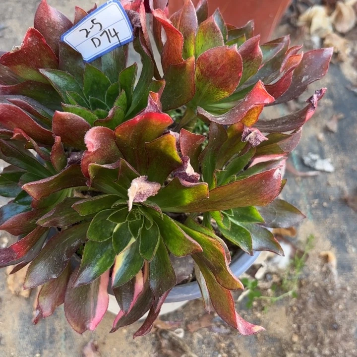 多肉断枝不包多肉74