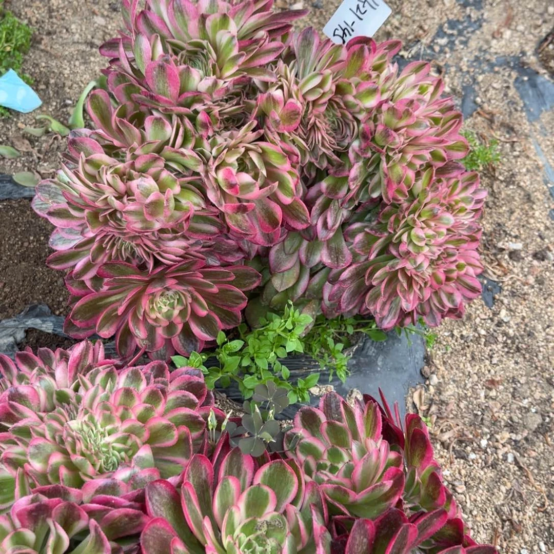 菲*21-145荔枝缀化法师锦寄养