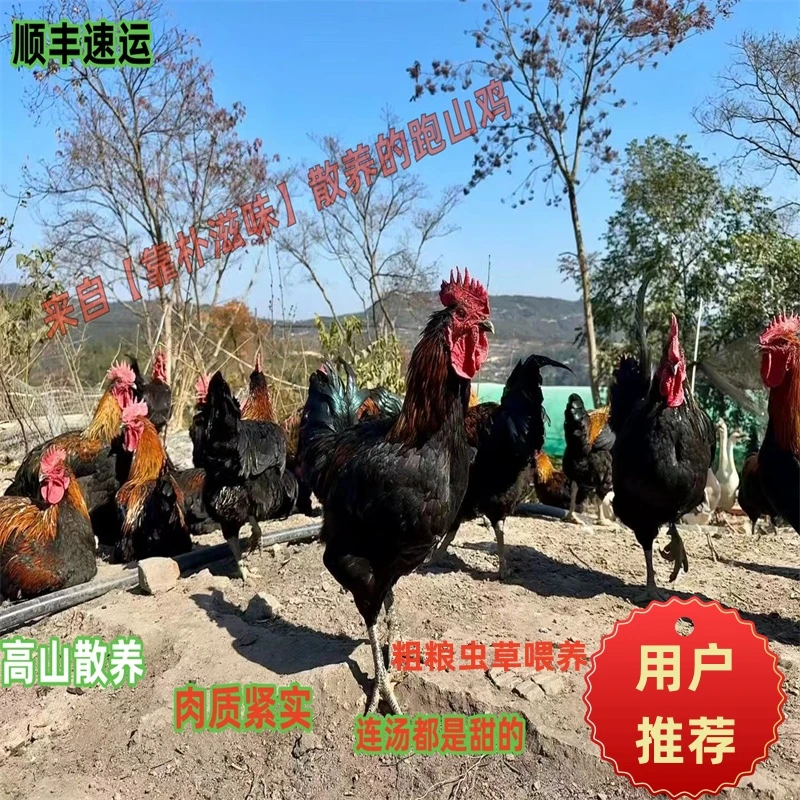 【靠朴滋味】莆田本地农家散养跑山鸡土鸡大公鸡走地鸡新鲜鸡肉鸡胸肉烧烤食材