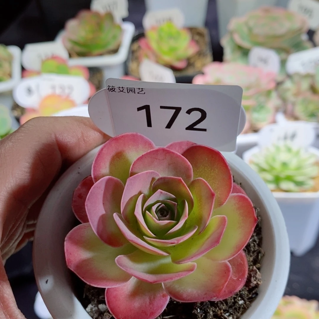 172璀璨 山地玫瑰