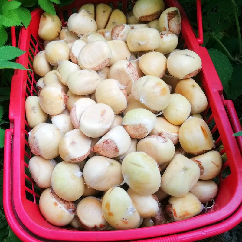 【顺丰包邮】2025信阳嫩板栗新鲜采摘栗子白壳嫩板栗生栗子