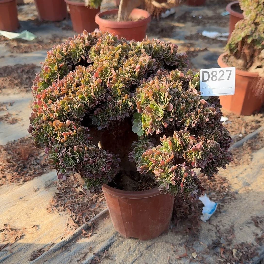 情***缘827玫瑰朵朵一颗呀有伤