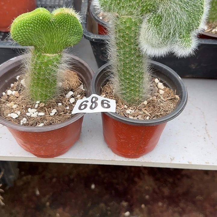 无花朵嫁接九尾狐缀686