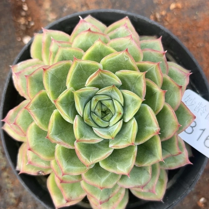 8316杂交多肉植物基地