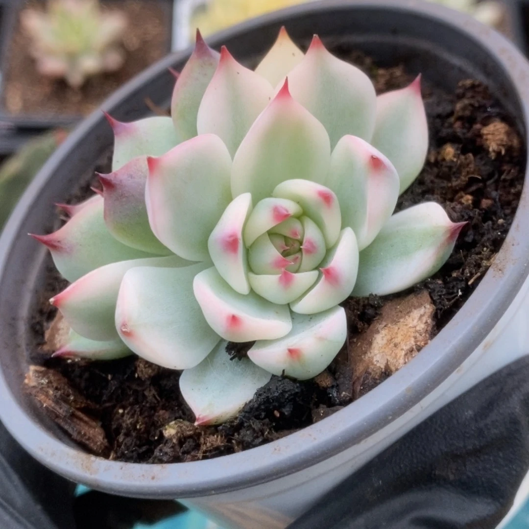 508锦锦锦锦锦锦锦锦