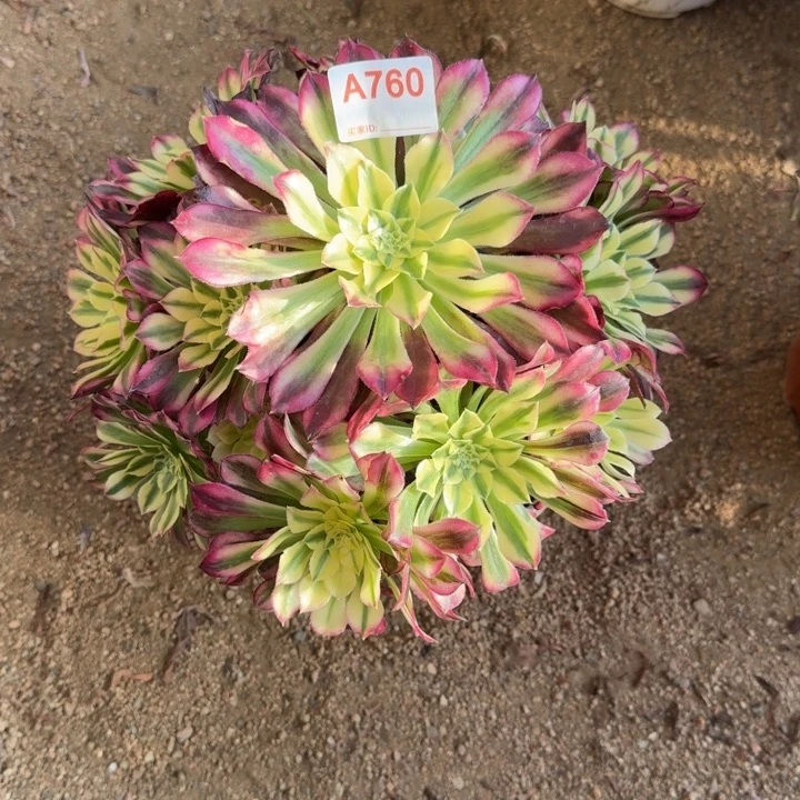 天合760多肉植物冠服26