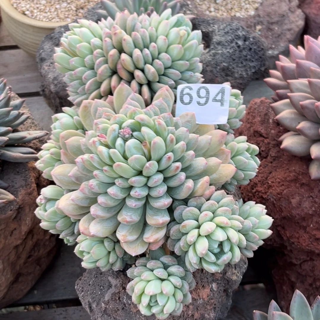 豆****6多肉植物百搭翡翠群694