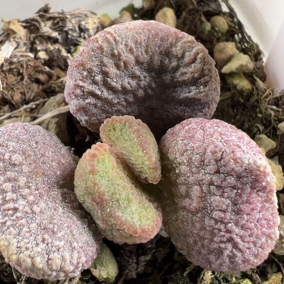 w夏娃多肉植物水泡