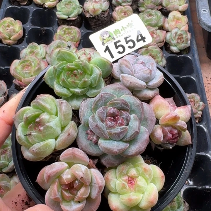 嘉***多肉植物多肉植物