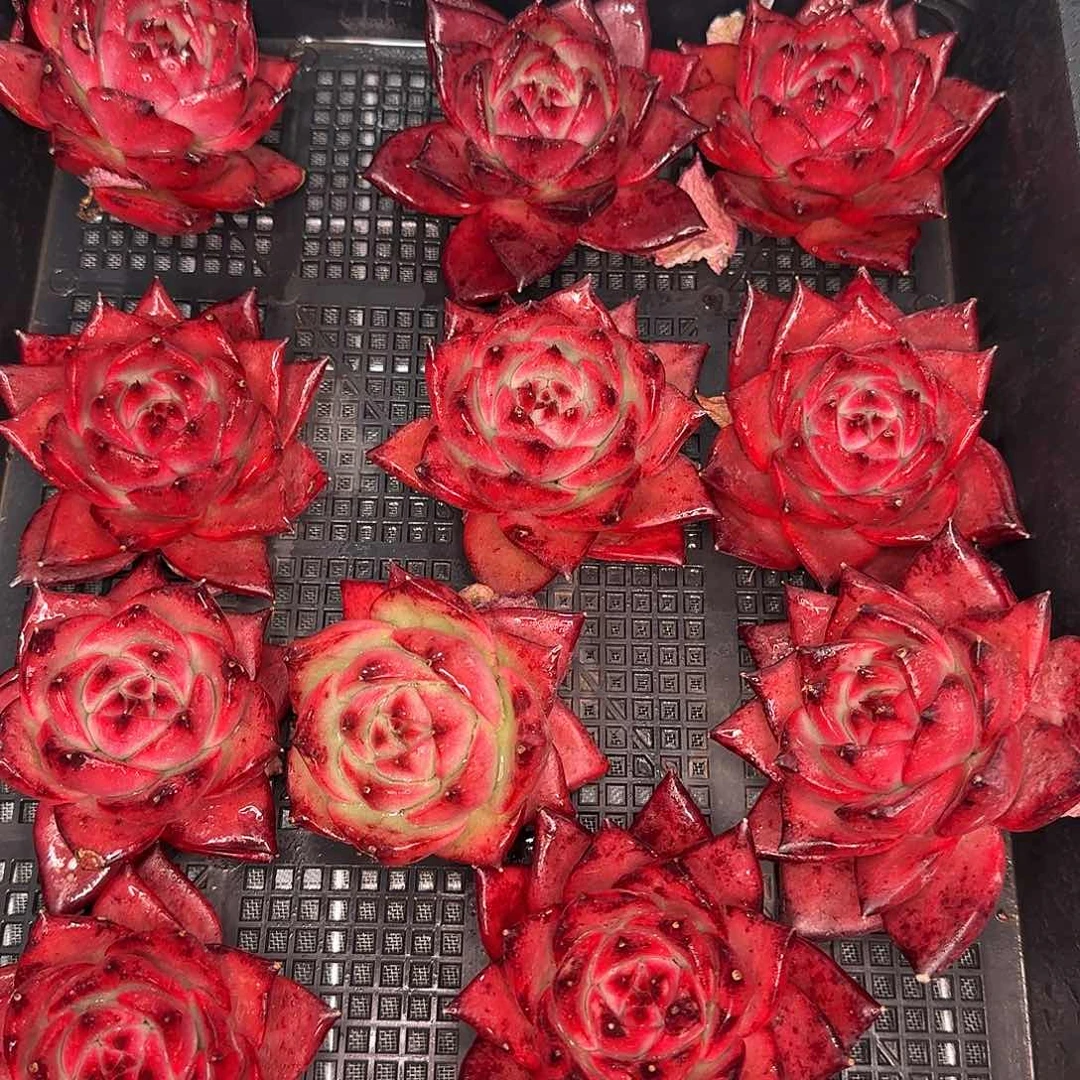 从前慢花园精选0116-粉钻