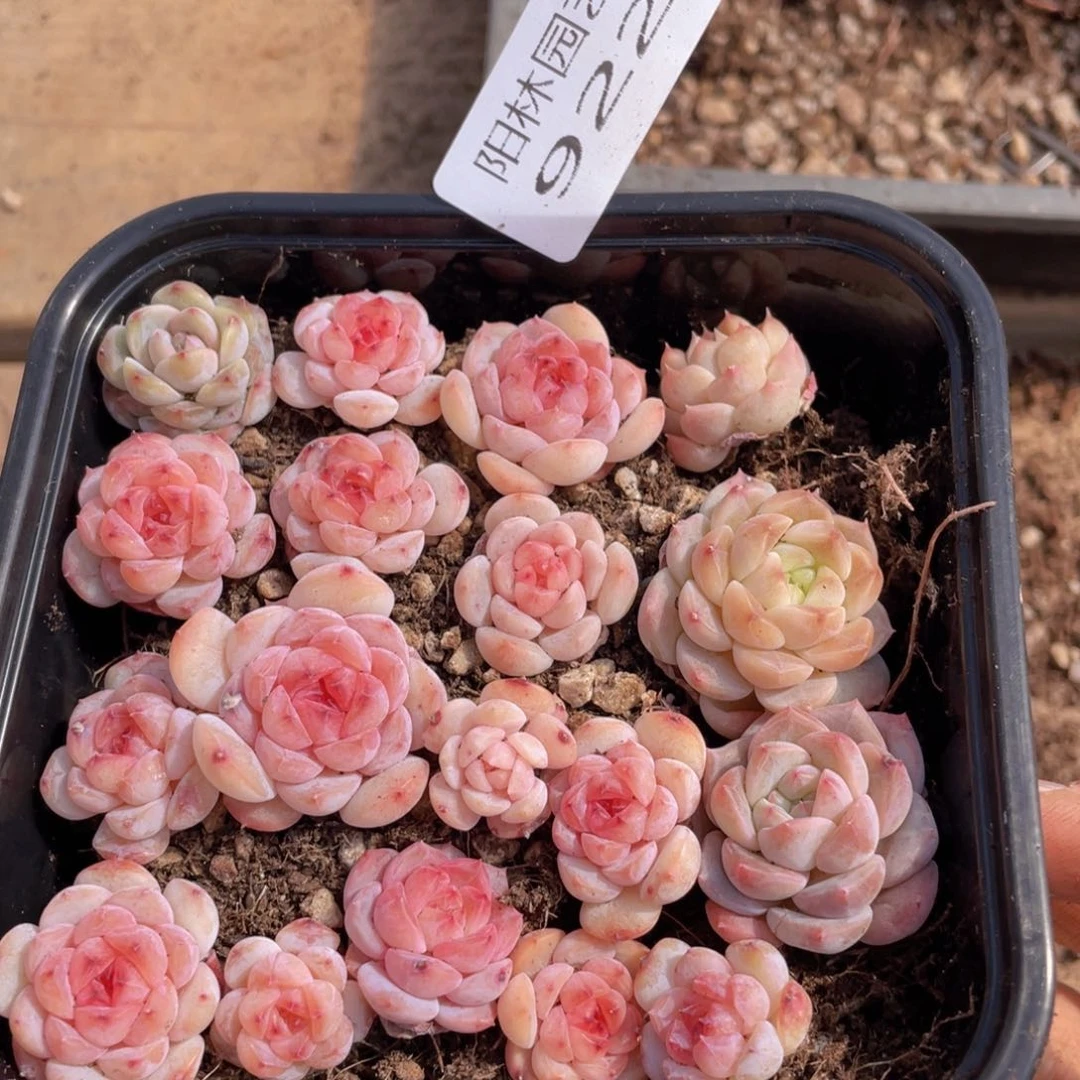 多肉植物多肉植物922