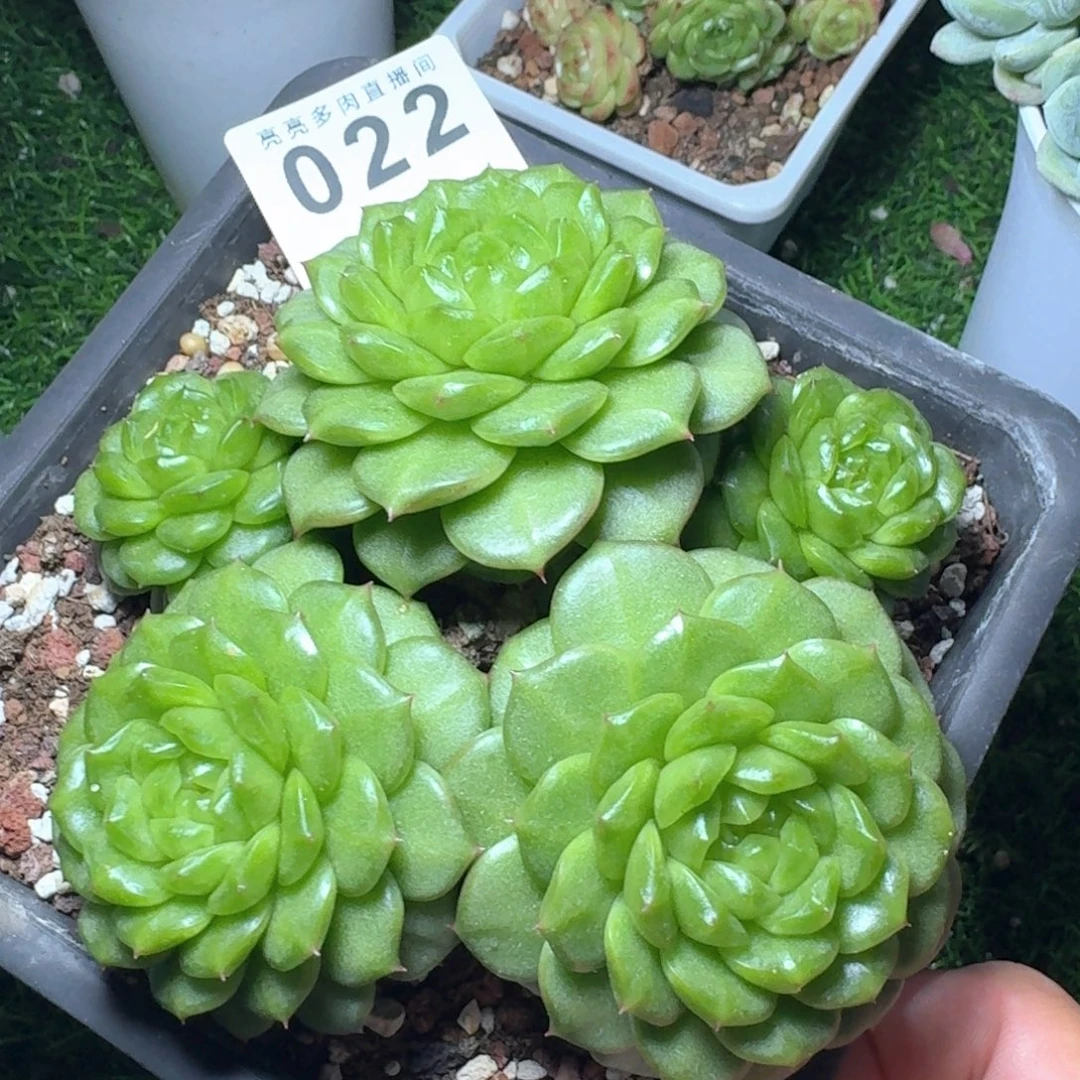 灯泡珍妮            精美多肉植物