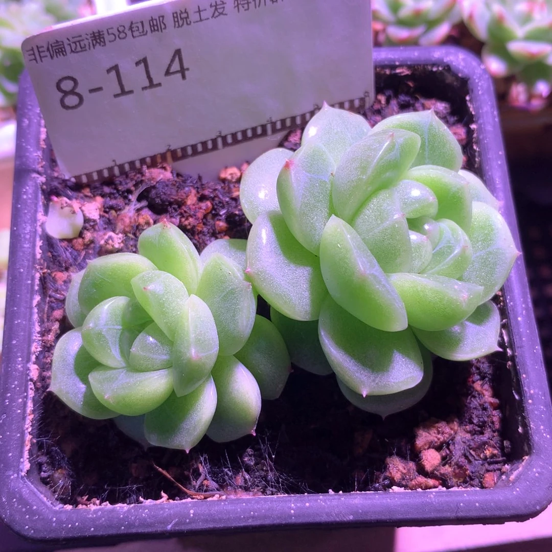 秃子珍妮优选58包邮不包整