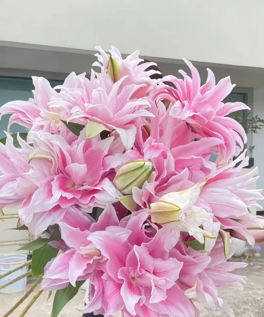 浓香型香水重瓣三头百合5支