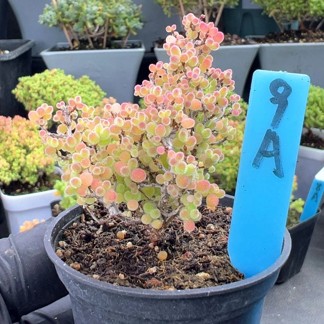 精控蜜橘月亮款9号