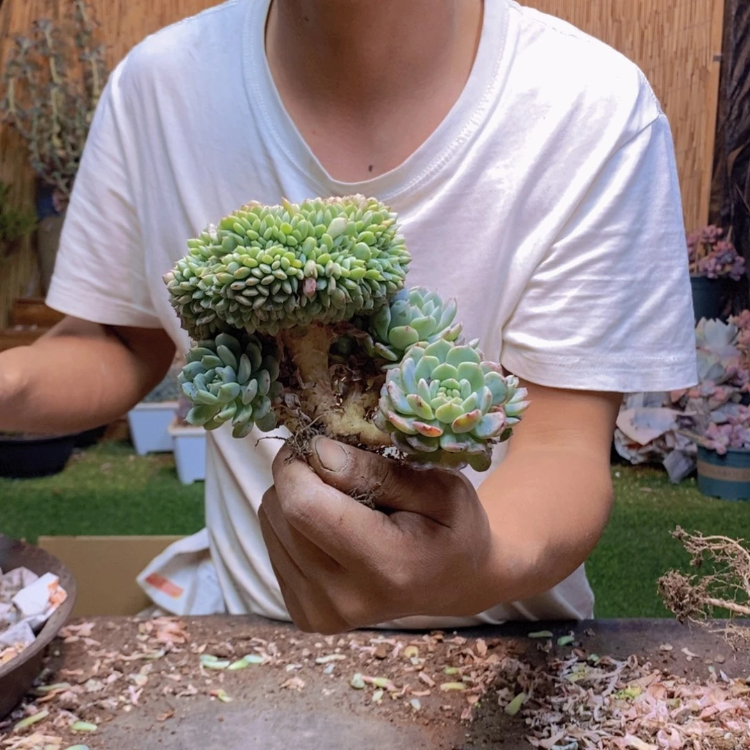 毛*绒白胖子缀化小树104