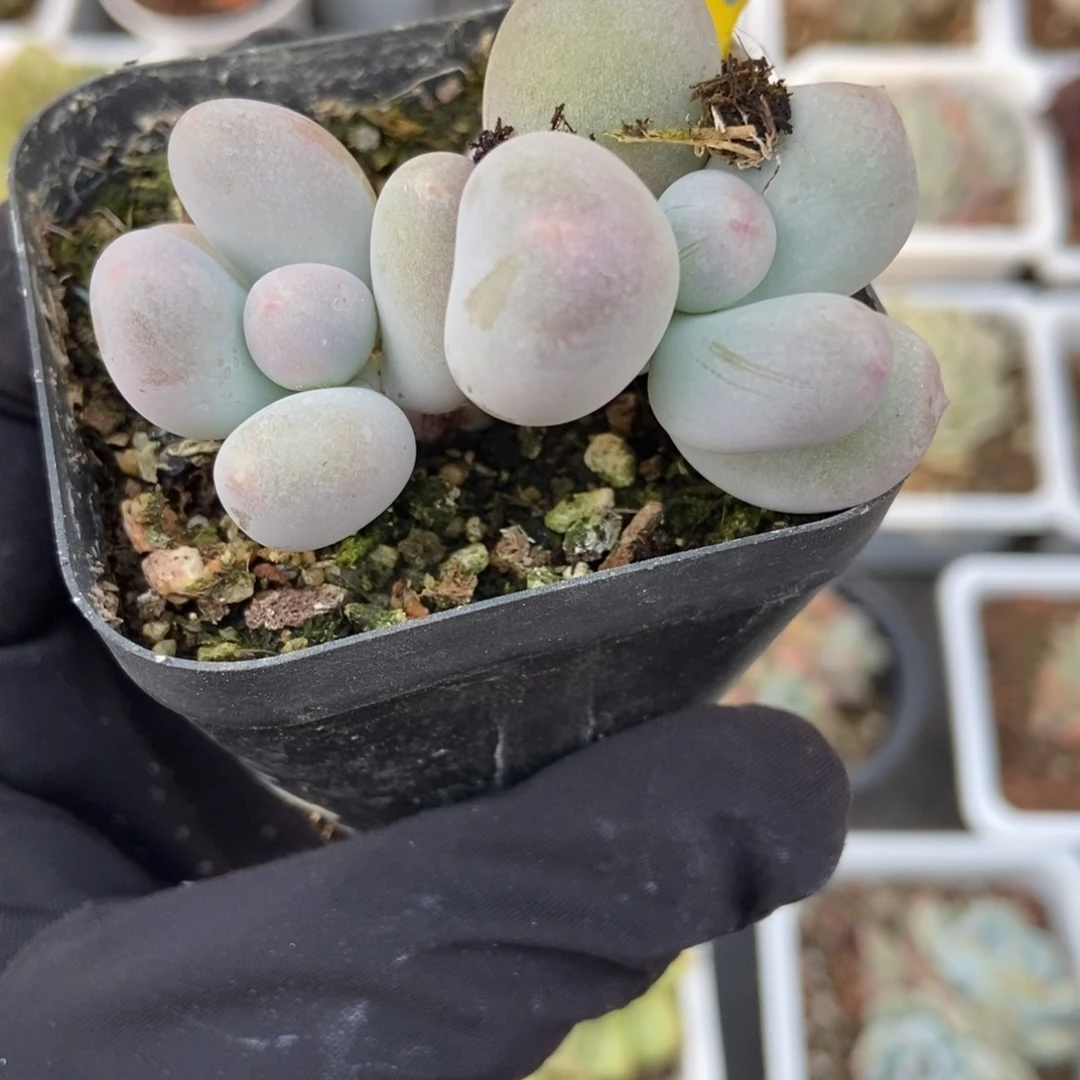 909米可奶多肉植物保护