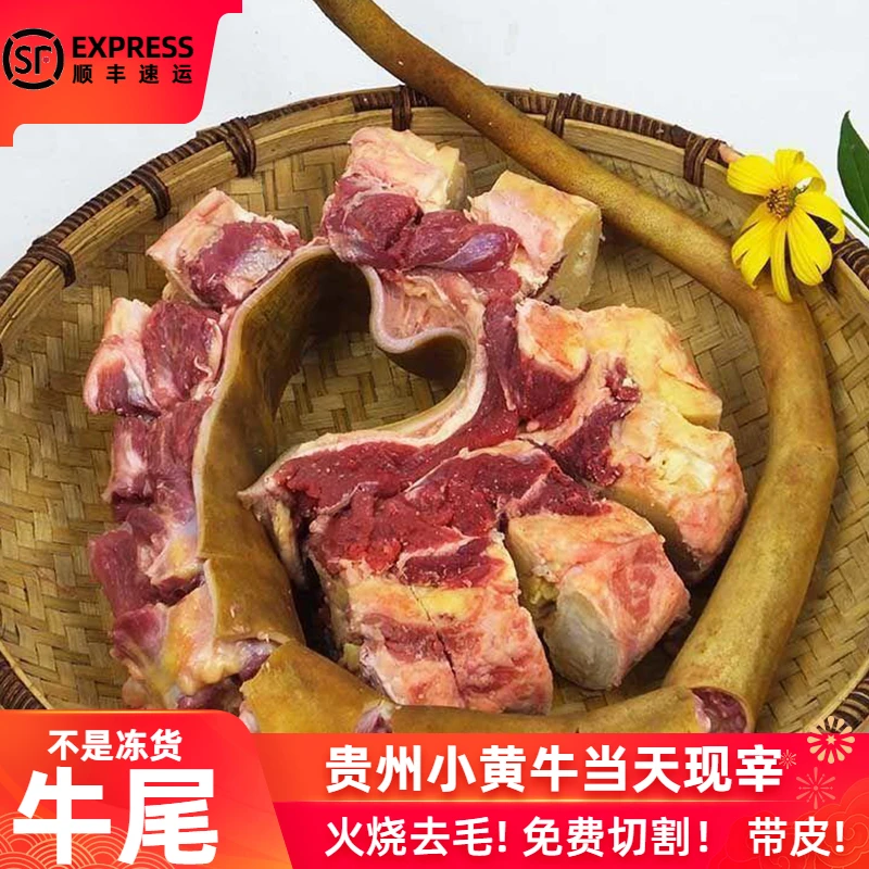 贵州小黄牛带皮牛尾巴整根原切新鲜现杀牛尾骨散养黄牛肉商用牛杂