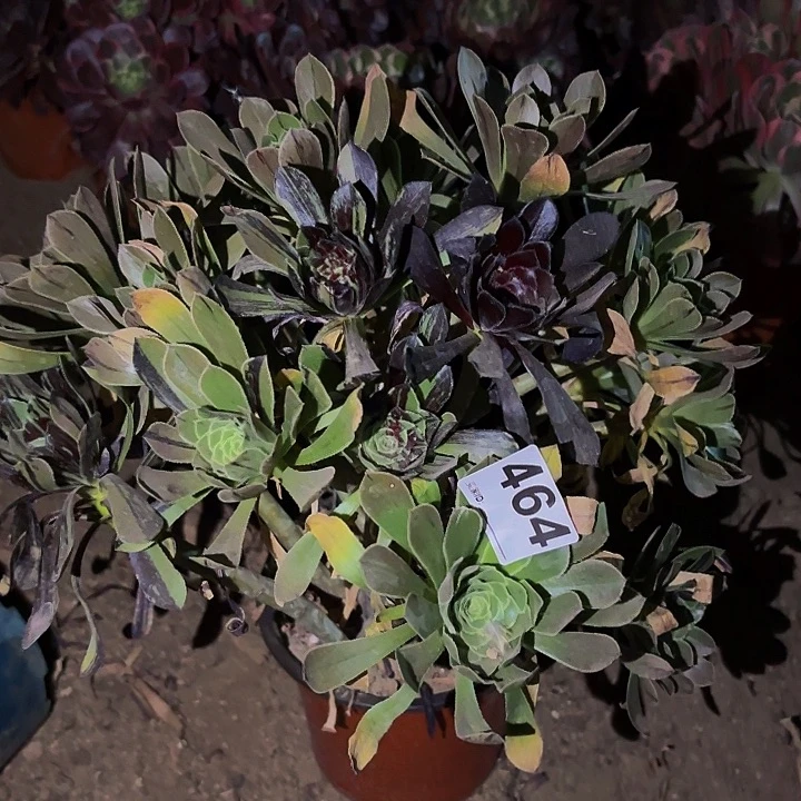 464水墨丹青多肉植物