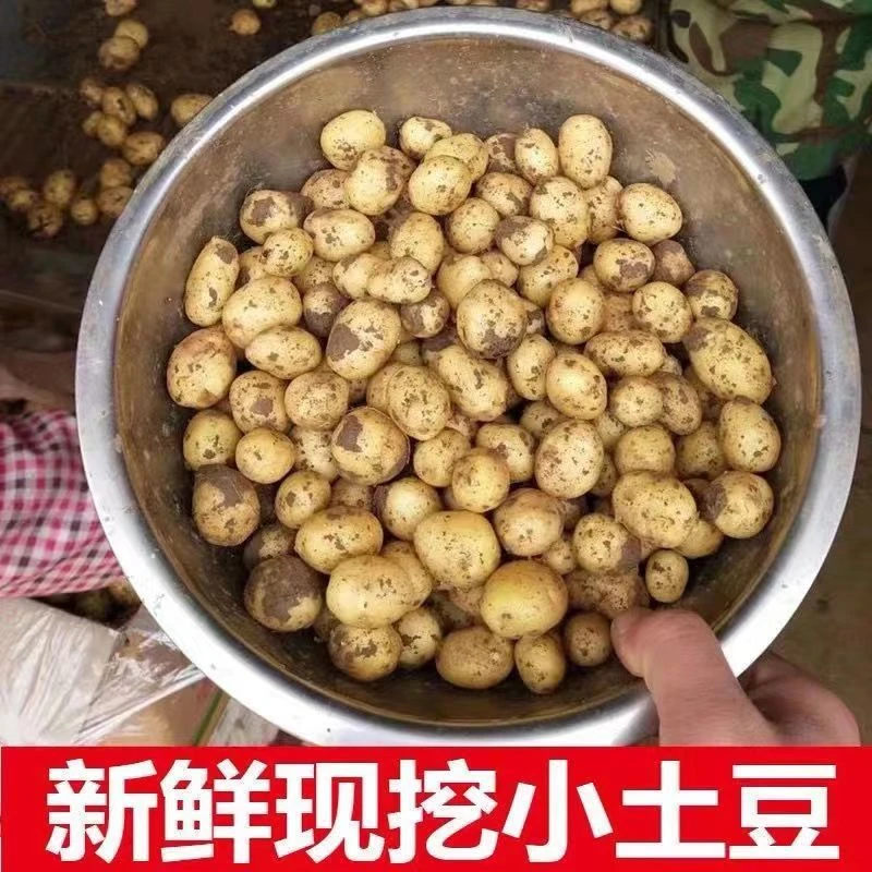 新鲜现挖小土豆马铃薯洋芋仔