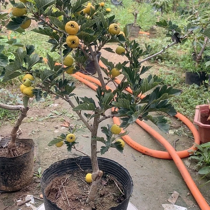 盆栽山楂，不包掉果