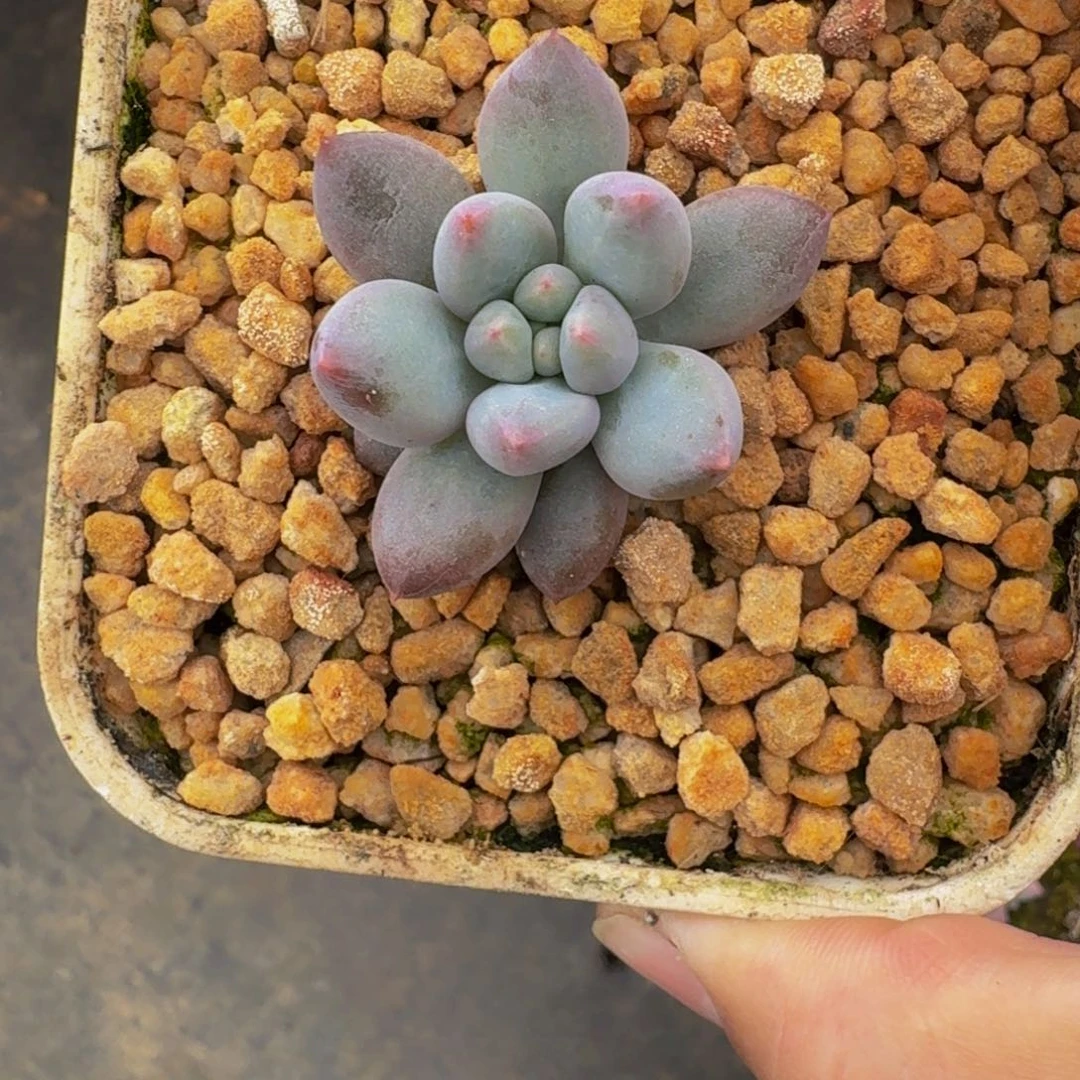 凯普盾 单头  一物一拍