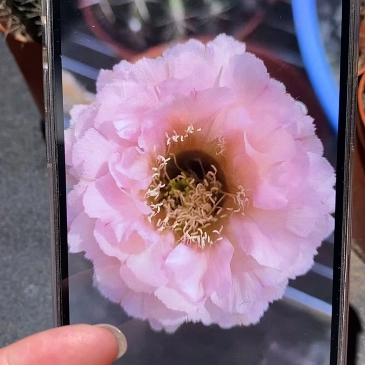 香香523号有根2公分左右