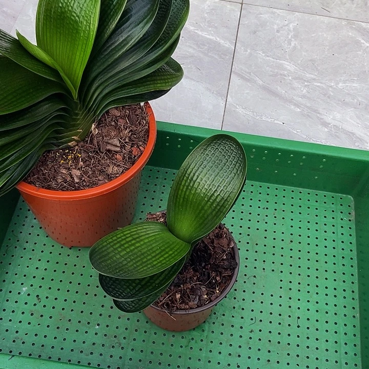 完全开放油麻微短