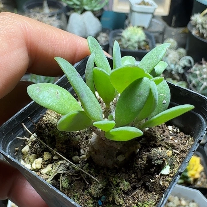 113派马厚敦菊带盆发货