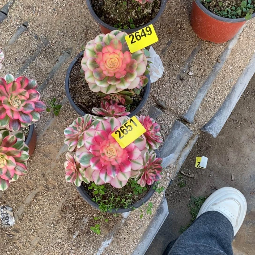 小青城多肉法师2651荔枝2649