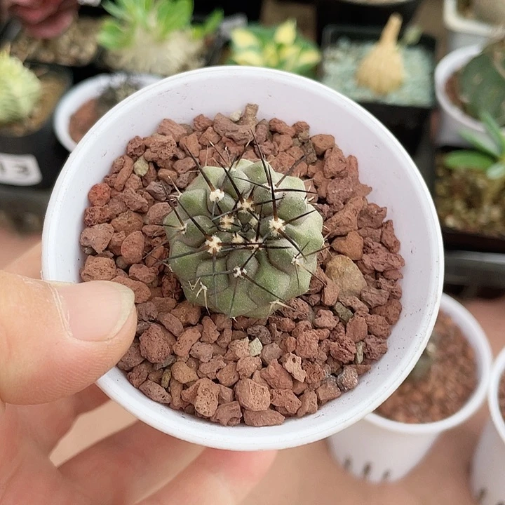 降*382实生黑王丸仙人球