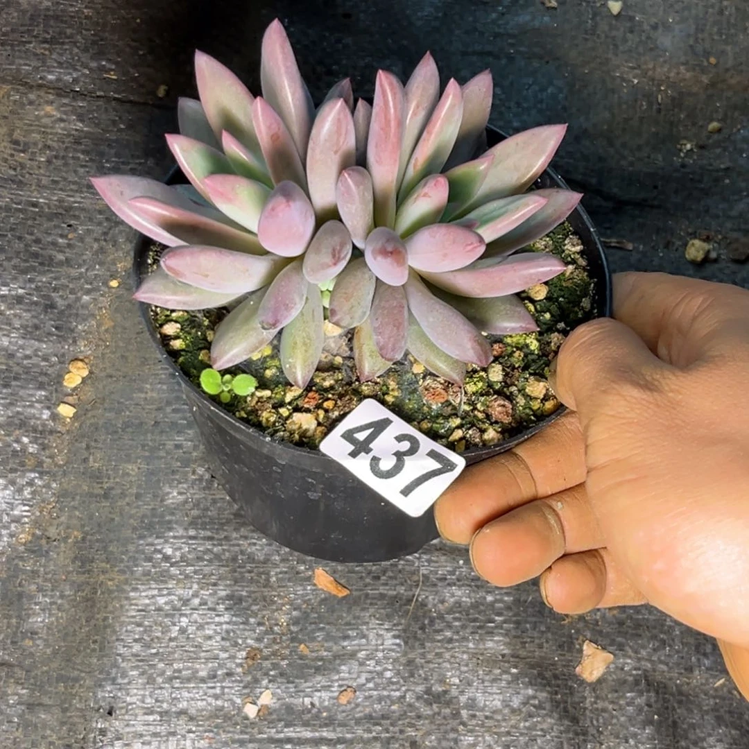 铁****疮多肉植物虞美人437