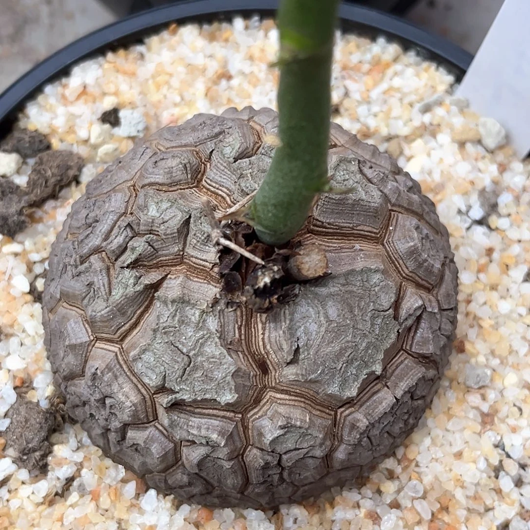 潮流植物精品足球南非龟，9027