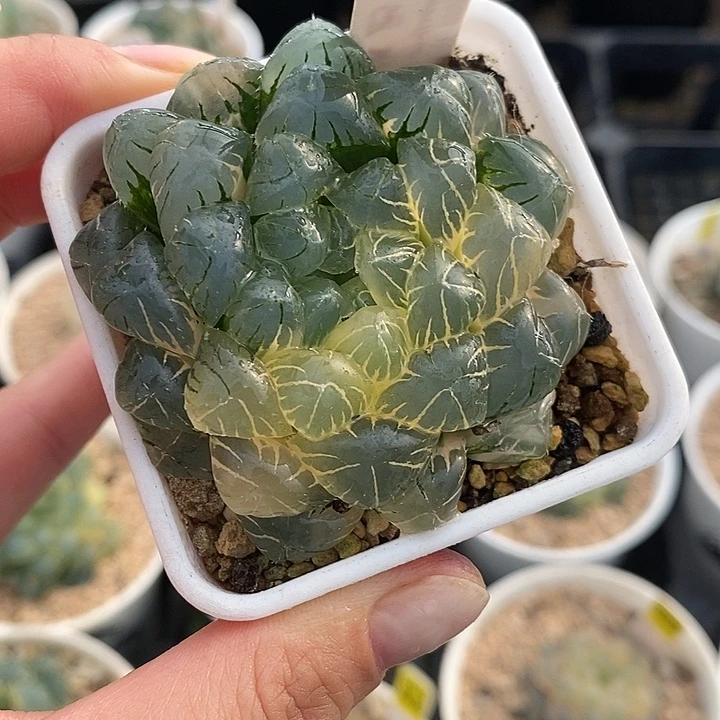 41实生湖水玉露锦一物一拍