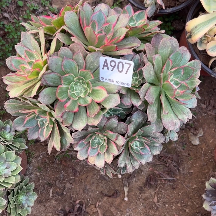 莲花座多肉植物907.