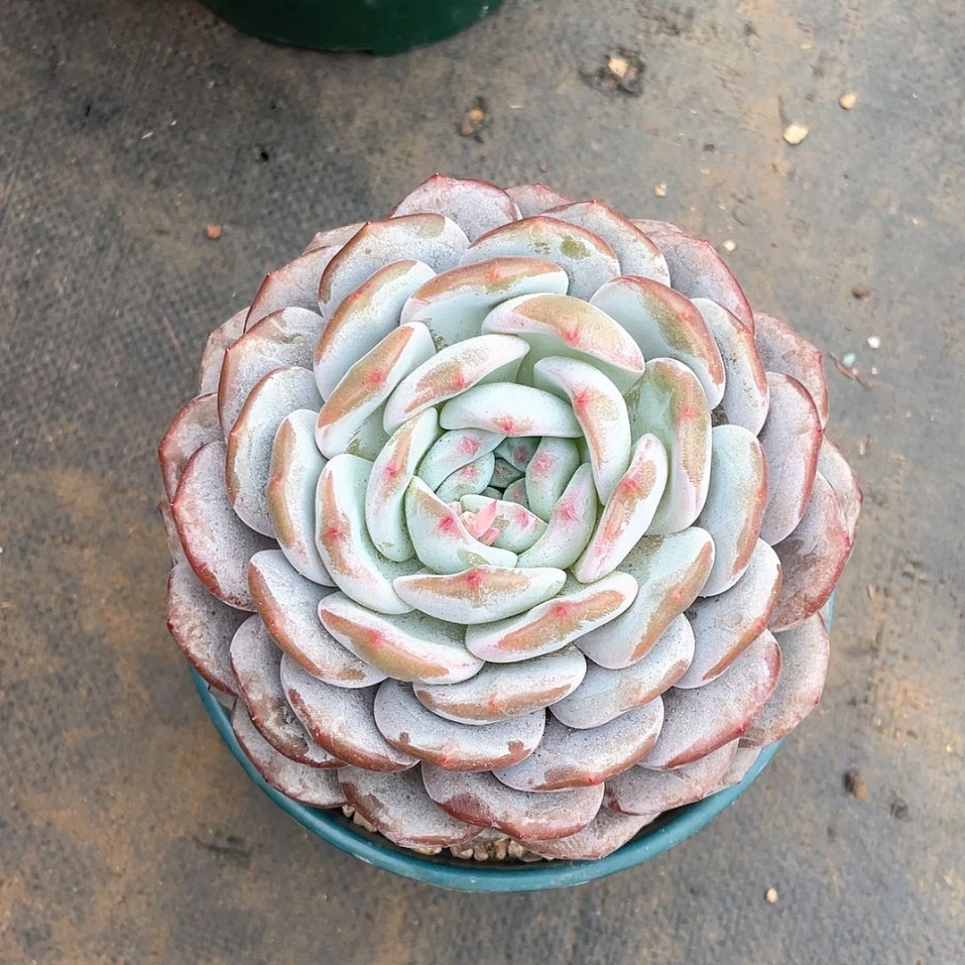 勿**！多肉植物多肉植物