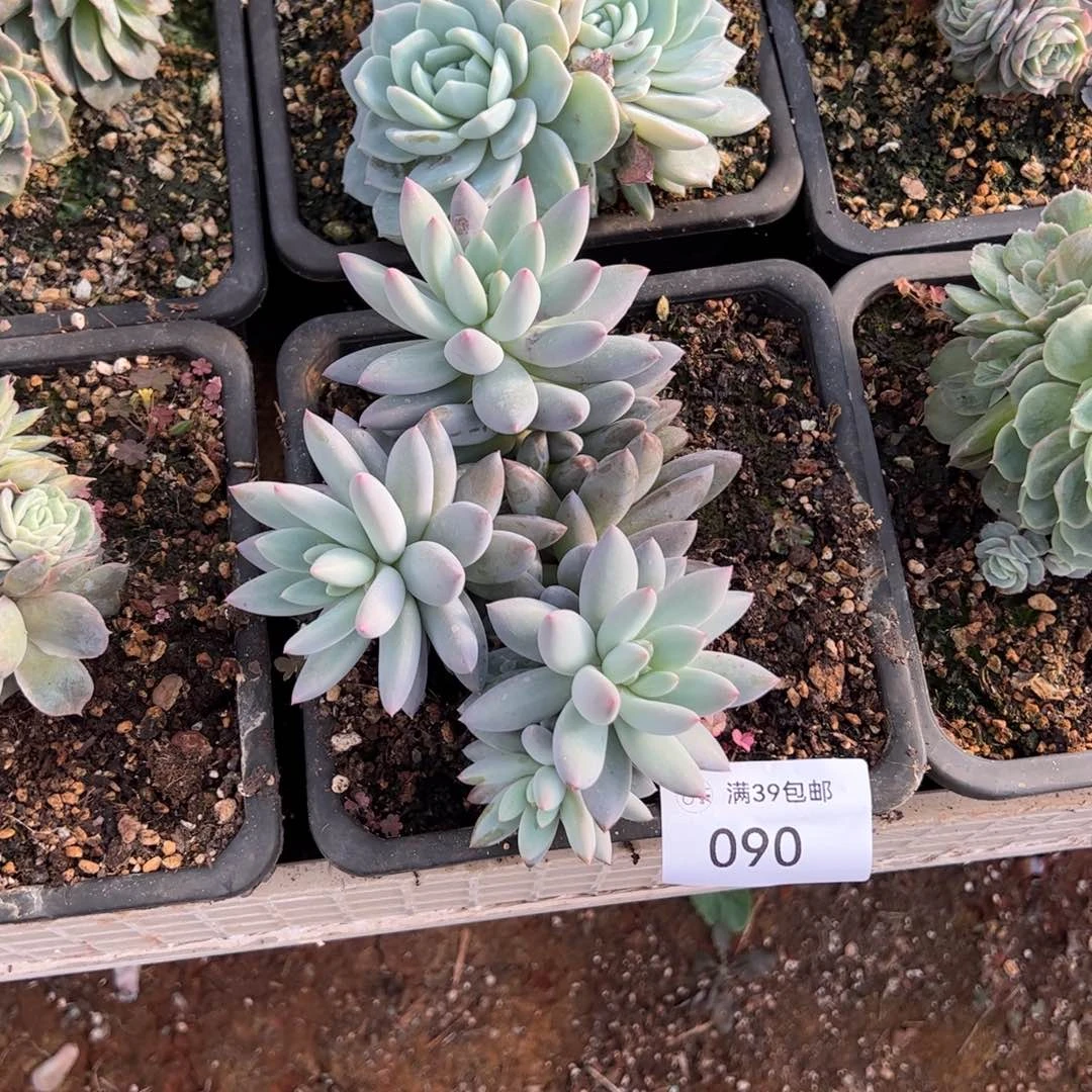 090多肉老桩多肉植物