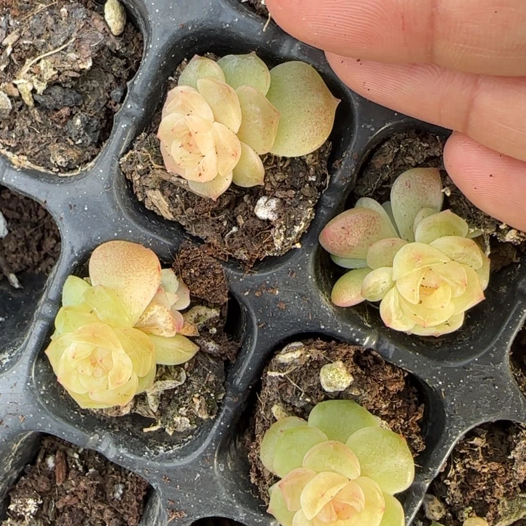小谪仙穴一个满25包邮