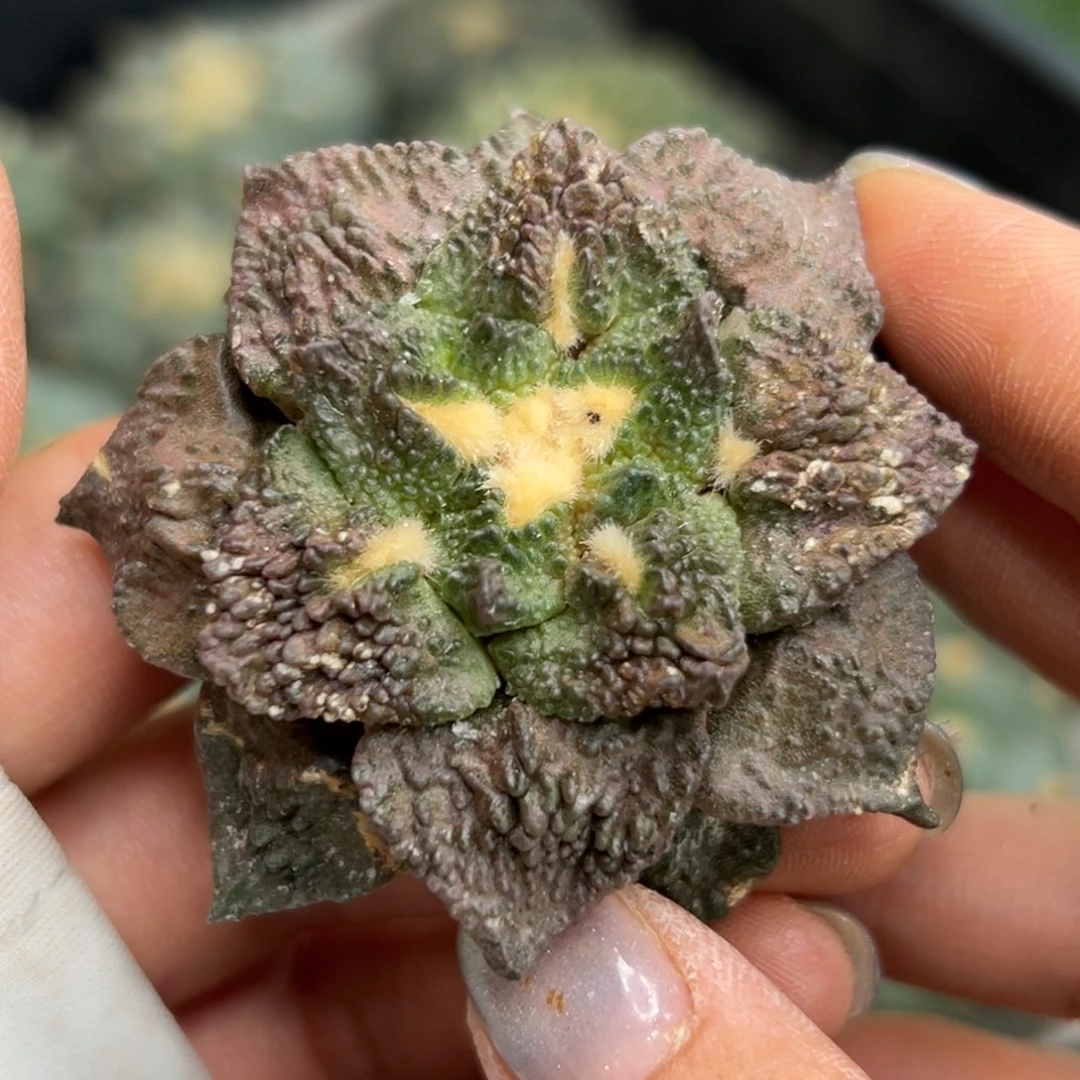 192  有根 仙人球的世界
