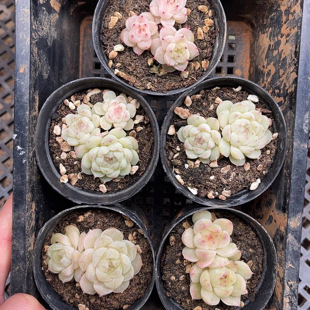 多肉一物一拍12-64