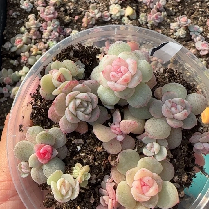 19号绝绝子珍妮多肉一盒