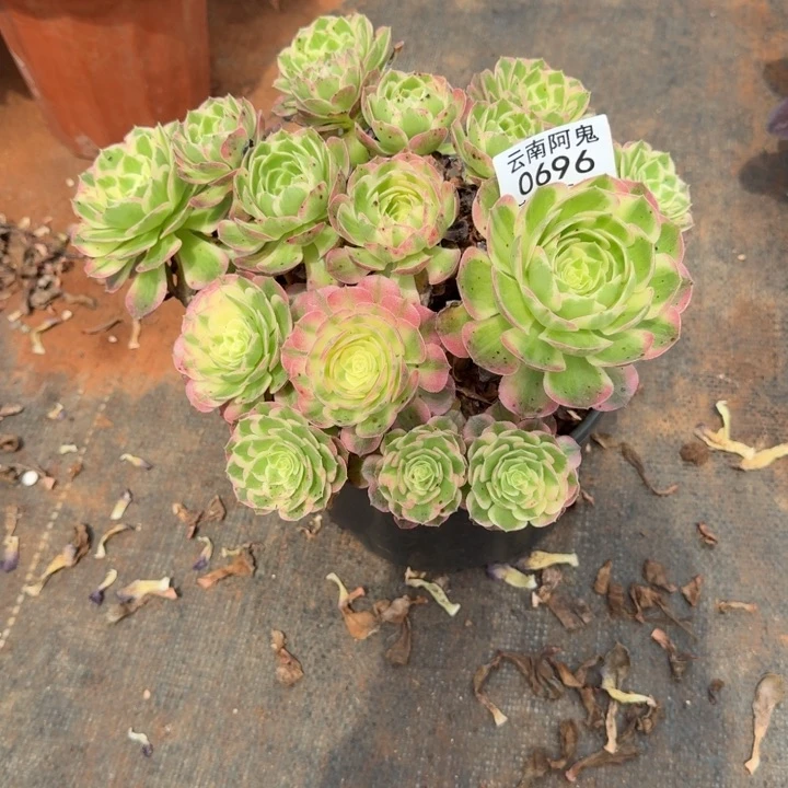 696号海仙带盆带土发货