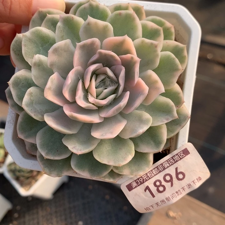 无花朵新雪球锦1896